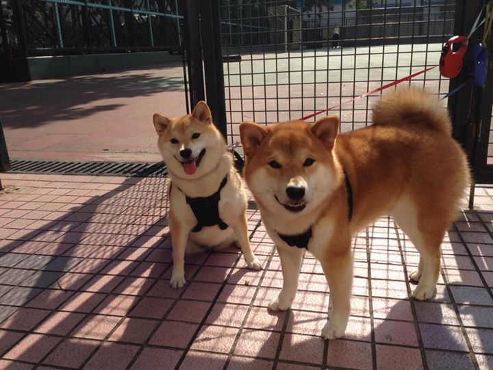 华体会官网-高校体育教师培训发展，2020年高校体育教师工作总结