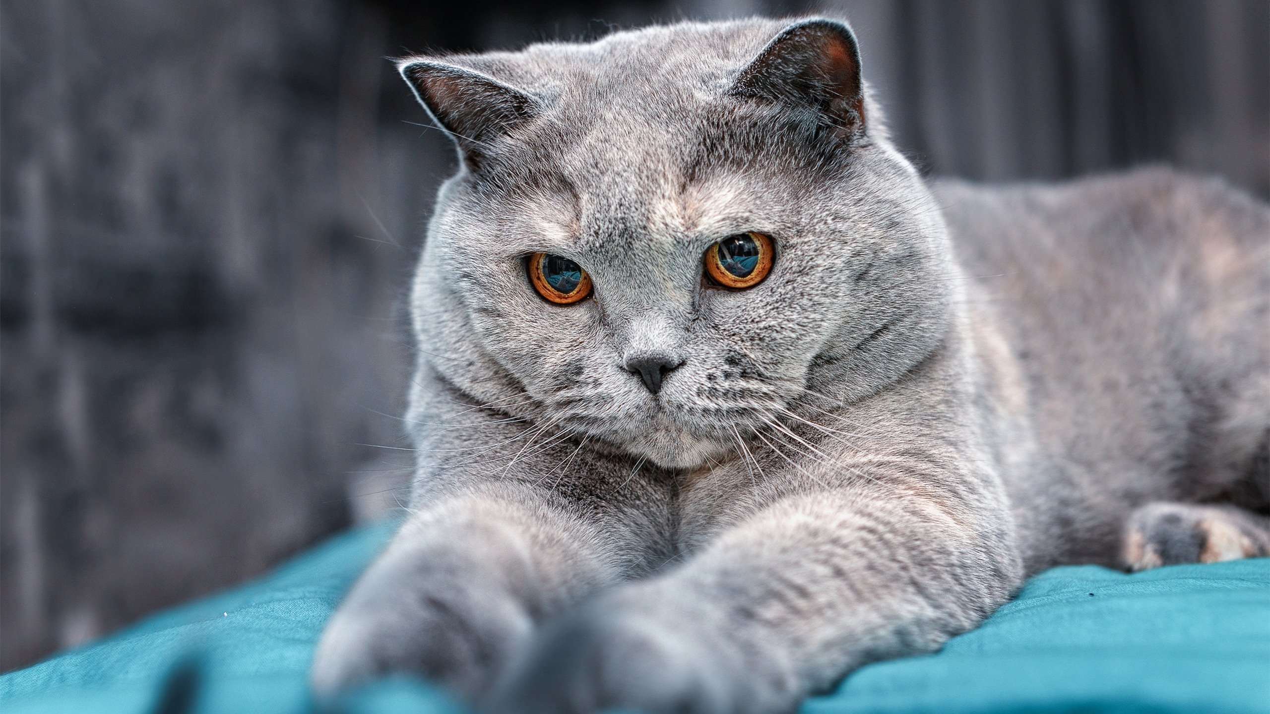 华体会登录地址-“家庭跑步新风潮！牛仔3K亲子跑欢乐开启”