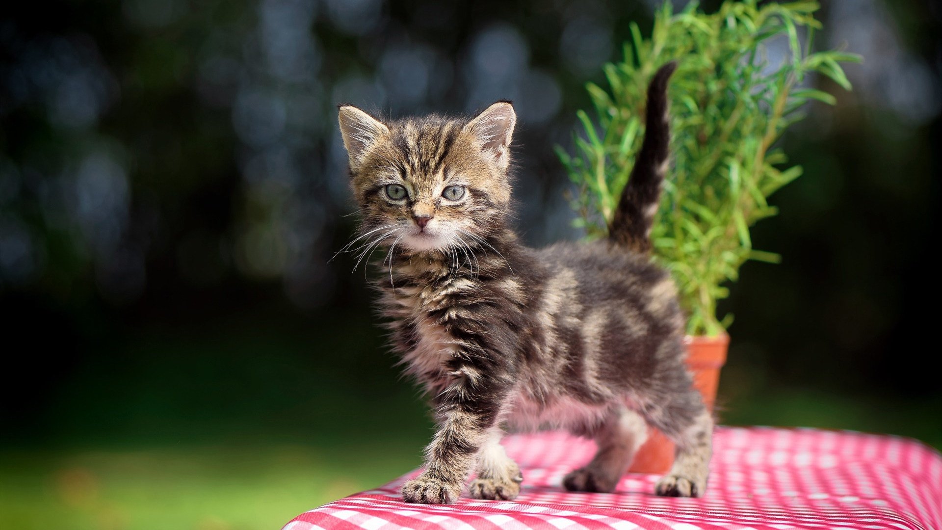 华体会app-万人观赛,湖畔变身全民水上嘉年华,大班语言甜甜的果汁教案反思 第1张 华体会app-万人观赛,湖畔变身全民水上嘉年华,大班语言甜甜的果汁教案反思 第1张