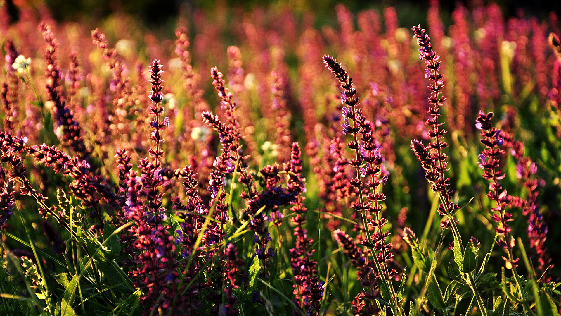 华体会app安装-世界杯预选赛中国队出战 技术分析展现希望，世界杯预选赛中国队打平