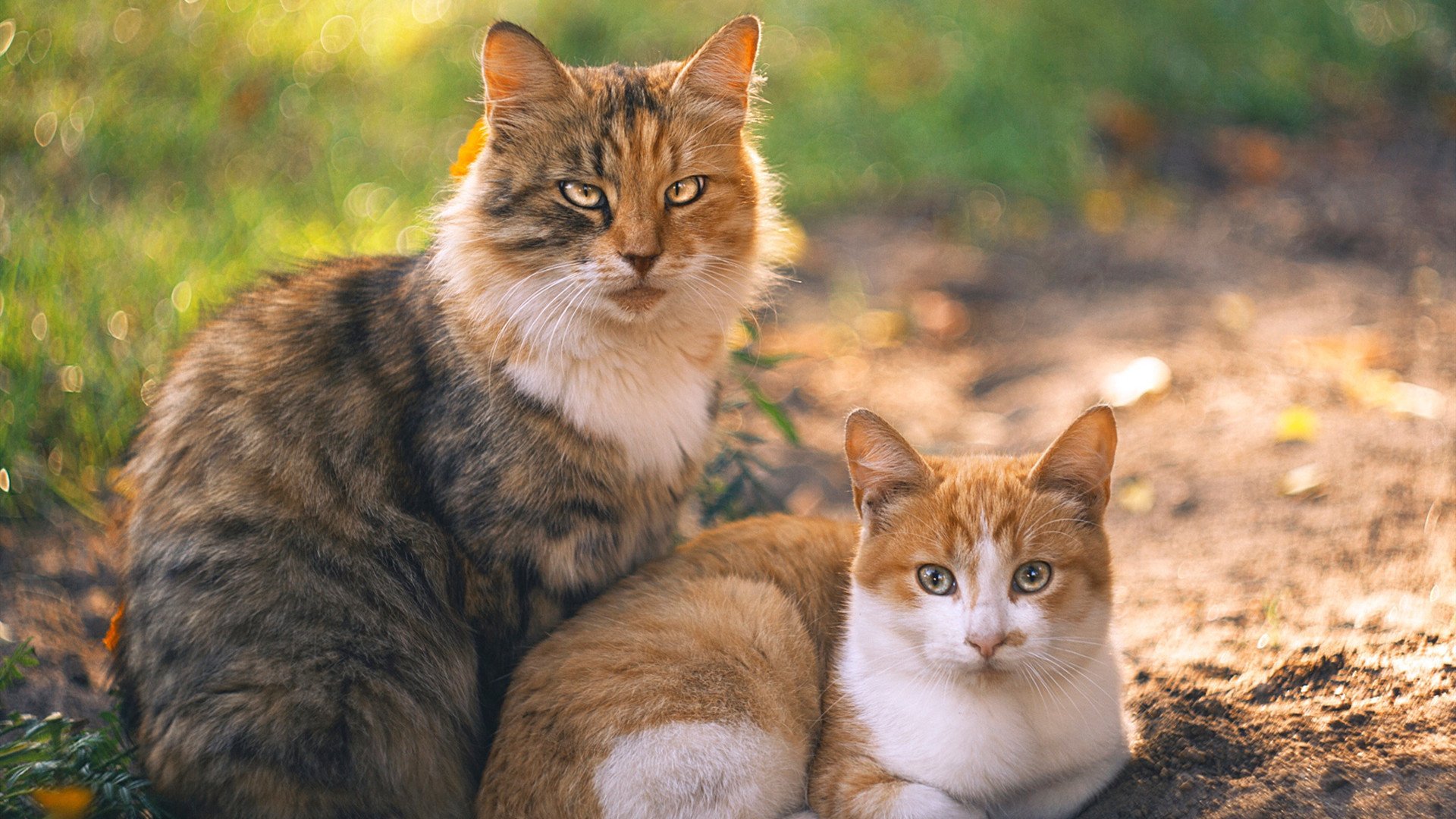 华体会app注册-五大联赛体能瓶颈期球队是否更偏好长传进攻，体育瓶颈期是啥意思