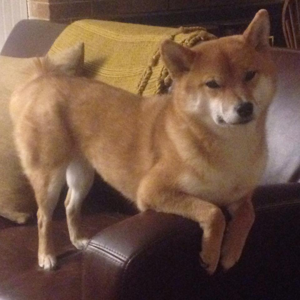 华体会app-换人时点选择与战术板决策逻辑关联分析，换人配合属于什么战术配合