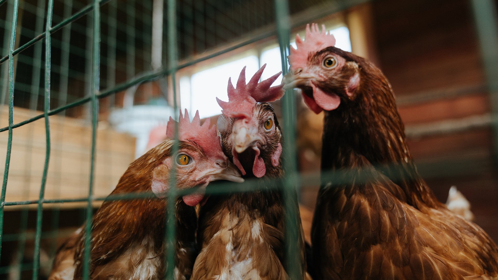 华体会app安装-澳大利亚蝶泳转身动作连贯性最佳，蝶泳转身慢动作示范