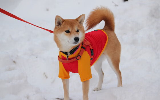 华体会官网入口-马拉松世界纪录保持者计划挑战极限，42.195马拉松世界纪录