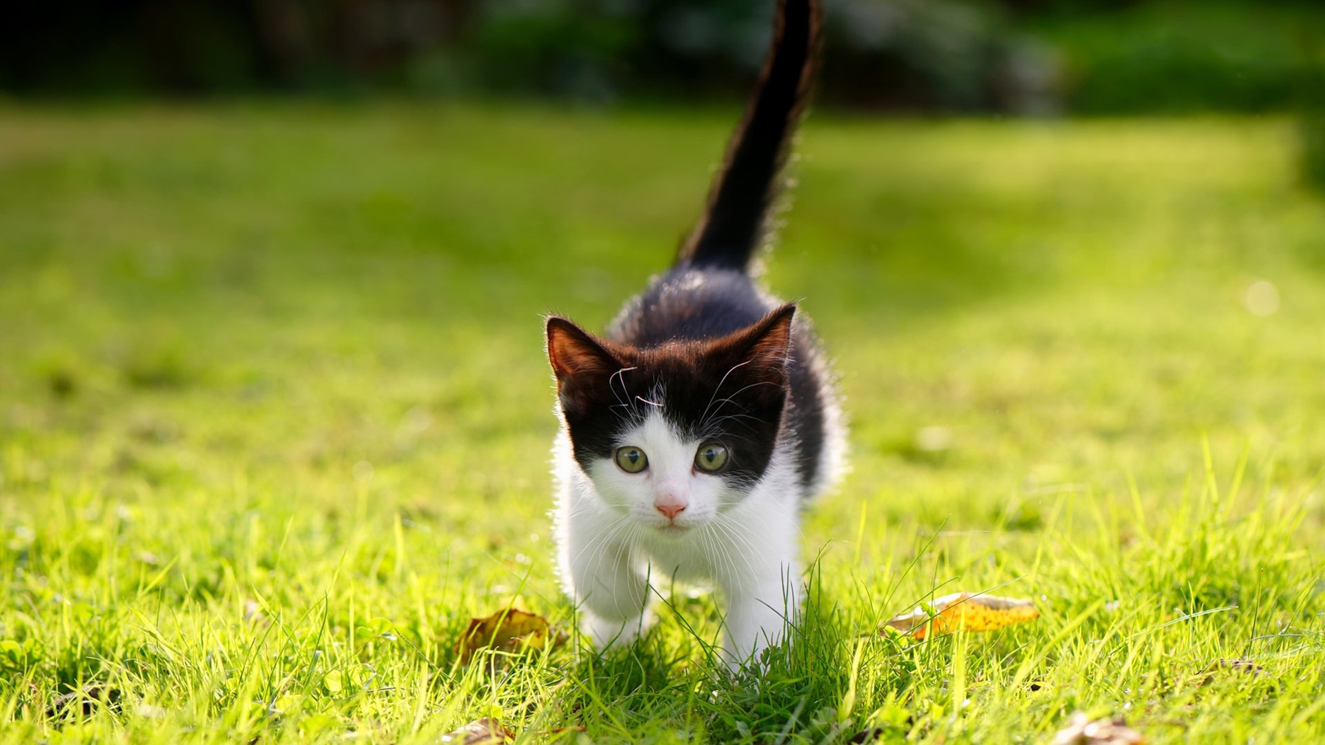 华体会app登入-“阿根廷美洲狮队的未来：在橄榄球冠军赛中力争冠军”