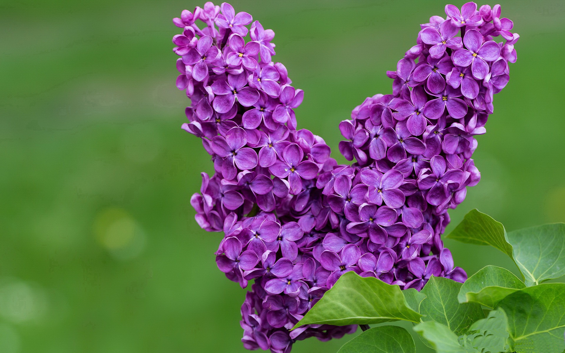 华体会app登入-乌拉圭女篮在南美锦标赛中表现出色，迈向更高的国际舞台，乌拉圭美女球迷