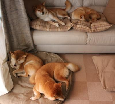 华体会平台-赞比亚男篮在非洲预赛中拼搏激烈，赢得行业关注，赞比亚 男足