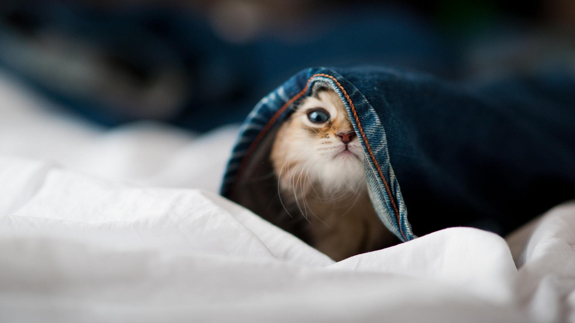 华体会在线登录-青年世界杯预赛中，加拿大队表现抢眼，期待决赛圈精彩表现，世界杯青年锦标赛