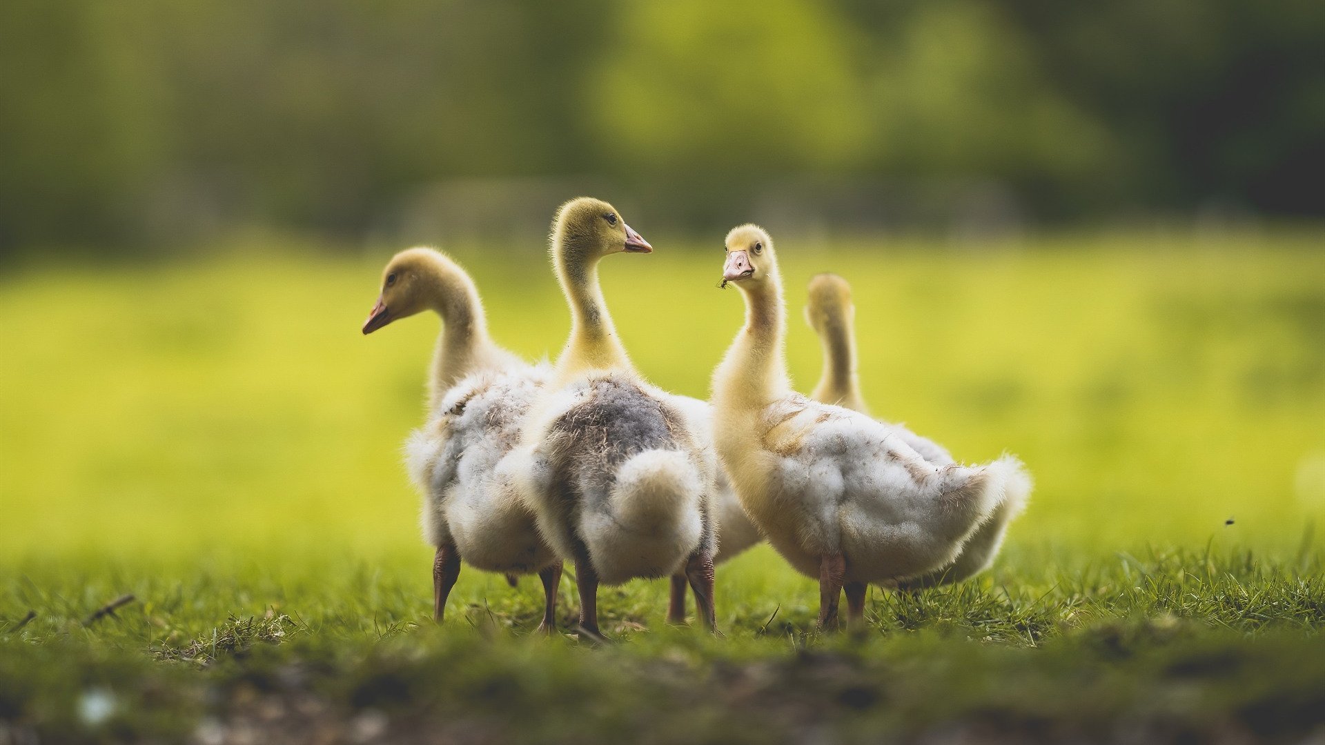 华体会登陆-中国篮球国家队大赛经验传承与新秀快速成长并行路径，中国篮球国家队成绩