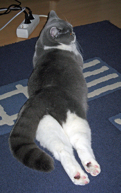 华体会app-中国足球球队中老将与新秀融合的典型经验分享，足球 新秀