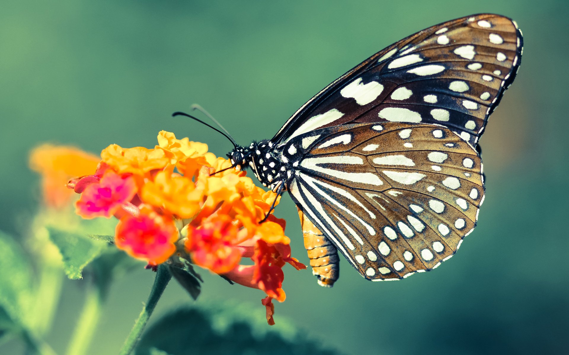 华体会在线登录-中国足球职业联赛积极推广足球文化与精神，足球推广学校